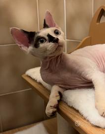 Devon Rex cucciolo (possibile consegna)