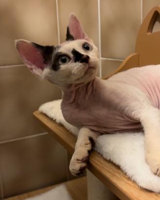 Devon Rex cucciolo (possibile consegna)