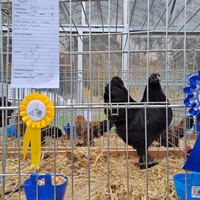 Galline e galli langshan croad NANE