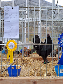 Galline e galli langshan croad NANE