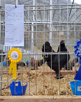 Galline e galli langshan croad NANE