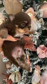 Chihuahua pelo lungo