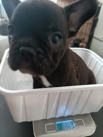 Bulldog francese