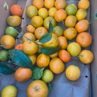 Arance 🍊 mandarini bergamotti