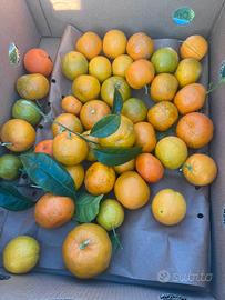 Arance 🍊 mandarini bergamotti
