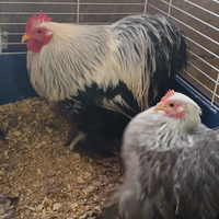Galline concicina