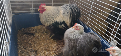 Galline concicina