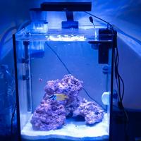 acquario marino tropicale 