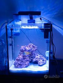 acquario marino tropicale 