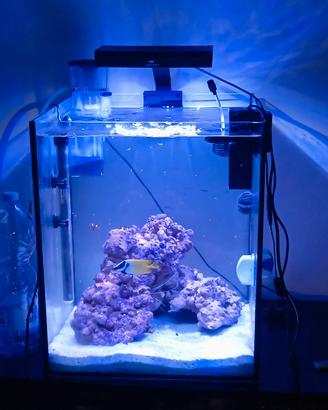 acquario marino tropicale 