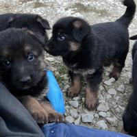 Cuccioli pastore tedesco