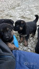 Cuccioli pastore tedesco