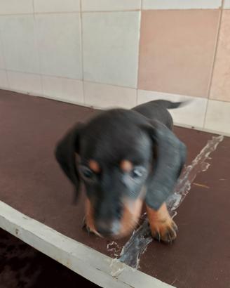 cucciolo bassotto nano maschio 