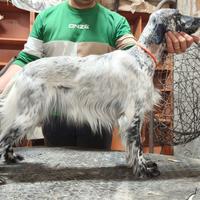 Setter inglese bianco nero