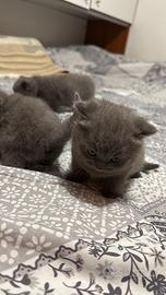 Gattini British Shorthair