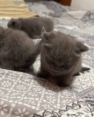 Gattini British Shorthair