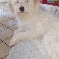 Non perdite di tempo solo amanti di animali