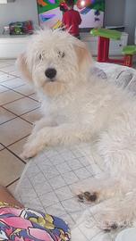 Non perdite di tempo solo amanti di animali