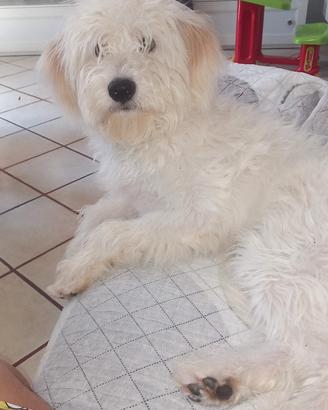 Non perdite di tempo solo amanti di animali