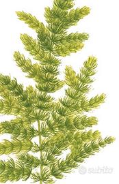 Ceratophyllum pianta acqua dolce
