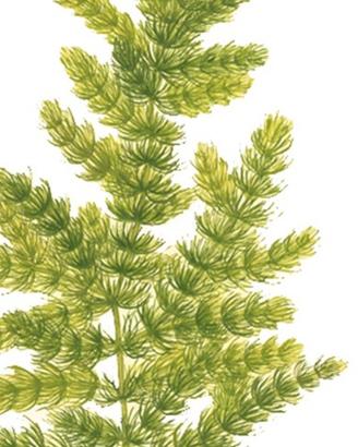 Ceratophyllum pianta acqua dolce