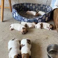 Cuccioli di jack russell