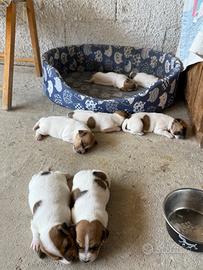 Cuccioli di jack russell