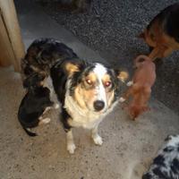 Incrocio cuccioli di pastore australiano con Jack