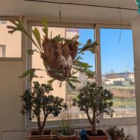 Felce a corna d'alce 