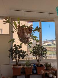 Felce a corna d'alce 