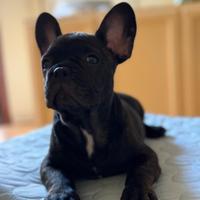 Bulldog francese brindgee colore raro