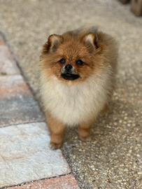 Spitz tedesco nano di Pomerania