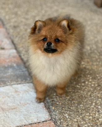 Spitz tedesco nano di Pomerania