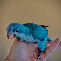 Parrocchetto Monaco Blu