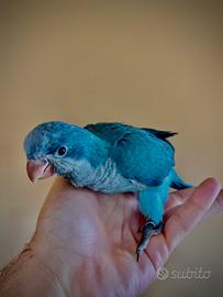 Parrocchetto Monaco Blu