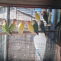 Pappagalli in cessione