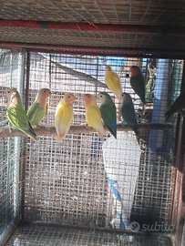 Pappagalli in cessione