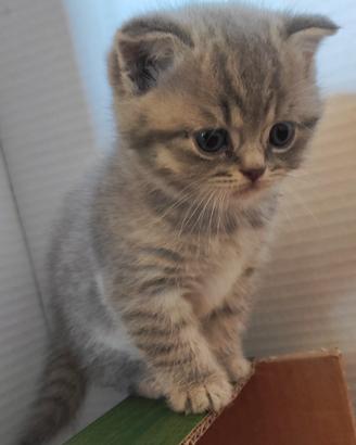 Cucciolo nato da genitori Scottish Straight