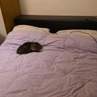 struttura letto ikea malm con comodini estraibili 