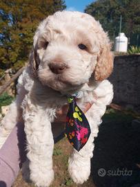 cuccioli Lagotto Romagnolo con pedigree e test 