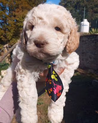 cuccioli Lagotto Romagnolo con pedigree e test 
