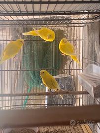 Cocorita