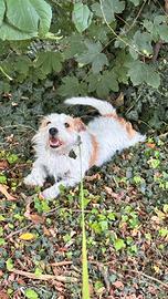 Jack Russell maschio broken per accoppiamento