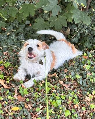 Jack Russell maschio broken per accoppiamento