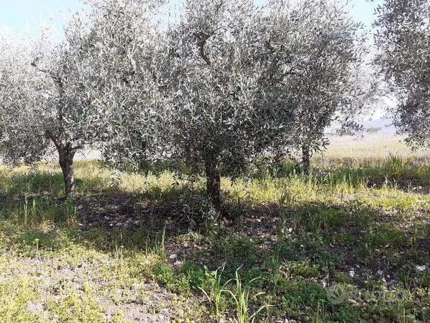 Bosco e uliveto a Buccino (SA)