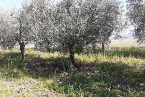Bosco e uliveto a Buccino (SA)