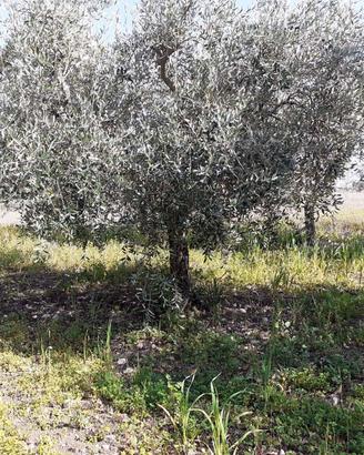 Bosco e uliveto a Buccino (SA)