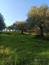 Terreno agricolo