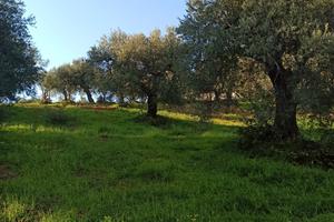 Terreno agricolo