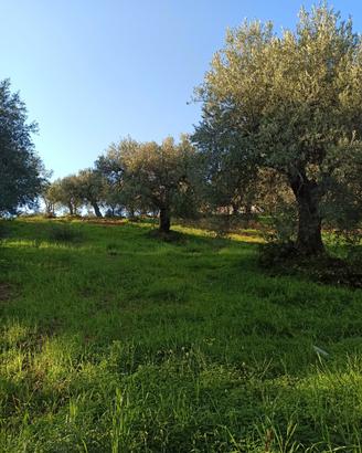 Terreno agricolo